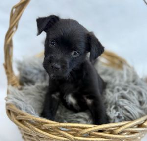 Fourth: Justice Cairn Terrier Dog