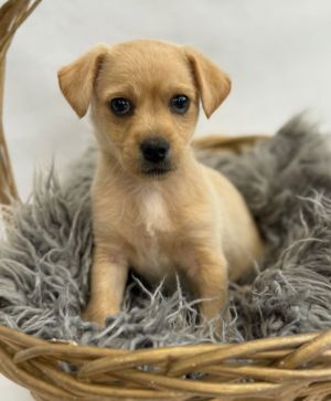 All of our dogs are spayedneutered shots current DHPP Bordetella and Rabies where applicable d