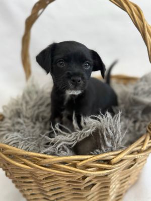 All of our dogs are spayedneutered shots current DHPP Bordetella and Rabies where applicable d