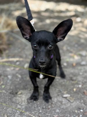 All of our dogs are spayedneutered shots current DHPP Bordetella and Rabies where applicable d