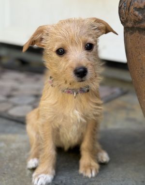 All of our dogs are spayedneutered shots current DHPP Bordetella and Rabies where applicable d