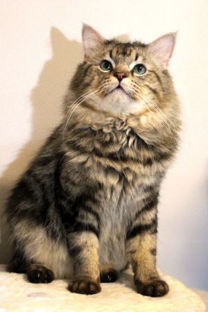Muffin Maine Coon Cat