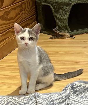 Athena Domestic Short Hair Cat