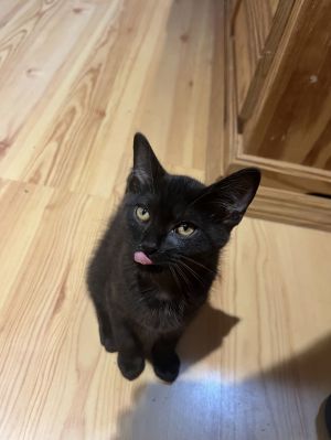 Apollo Domestic Short Hair Cat