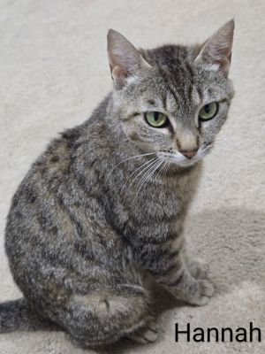Hannah is a young mama whos done an amazing job raising her kittens and is now ready for a loving
