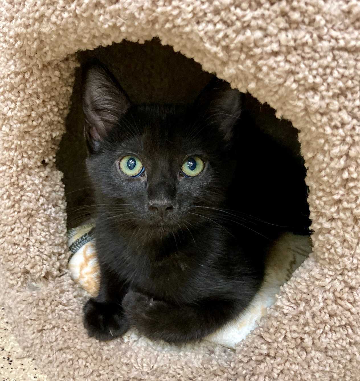 Kitten Hershey