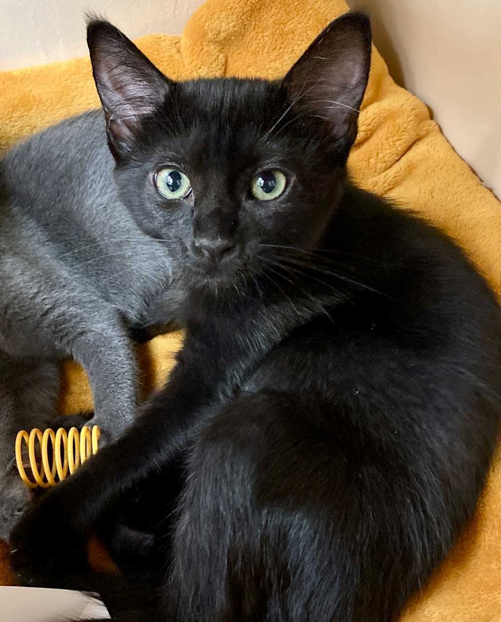 Kitten Hershey