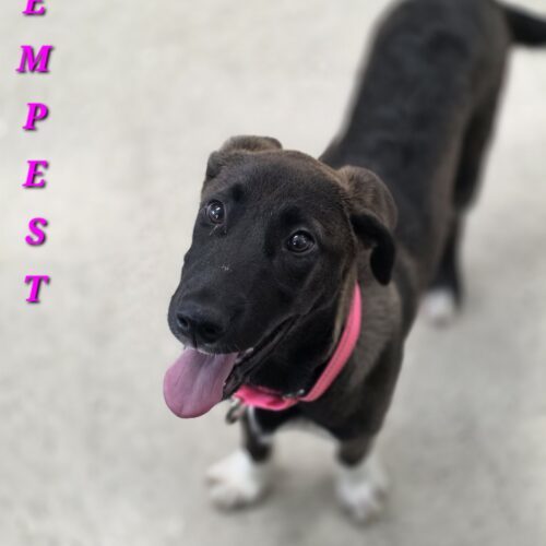 Tempest