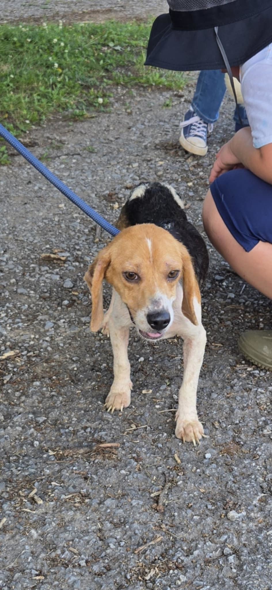 Brandy Belle: Not at the shelter (Kendra)
