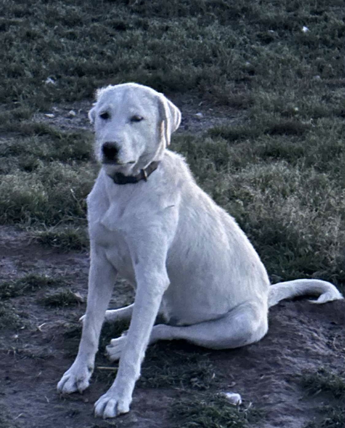Bessie/Nala, an adoptable Akbash, Great Pyrenees in Bountiful, UT, 84010 | Photo Image 1