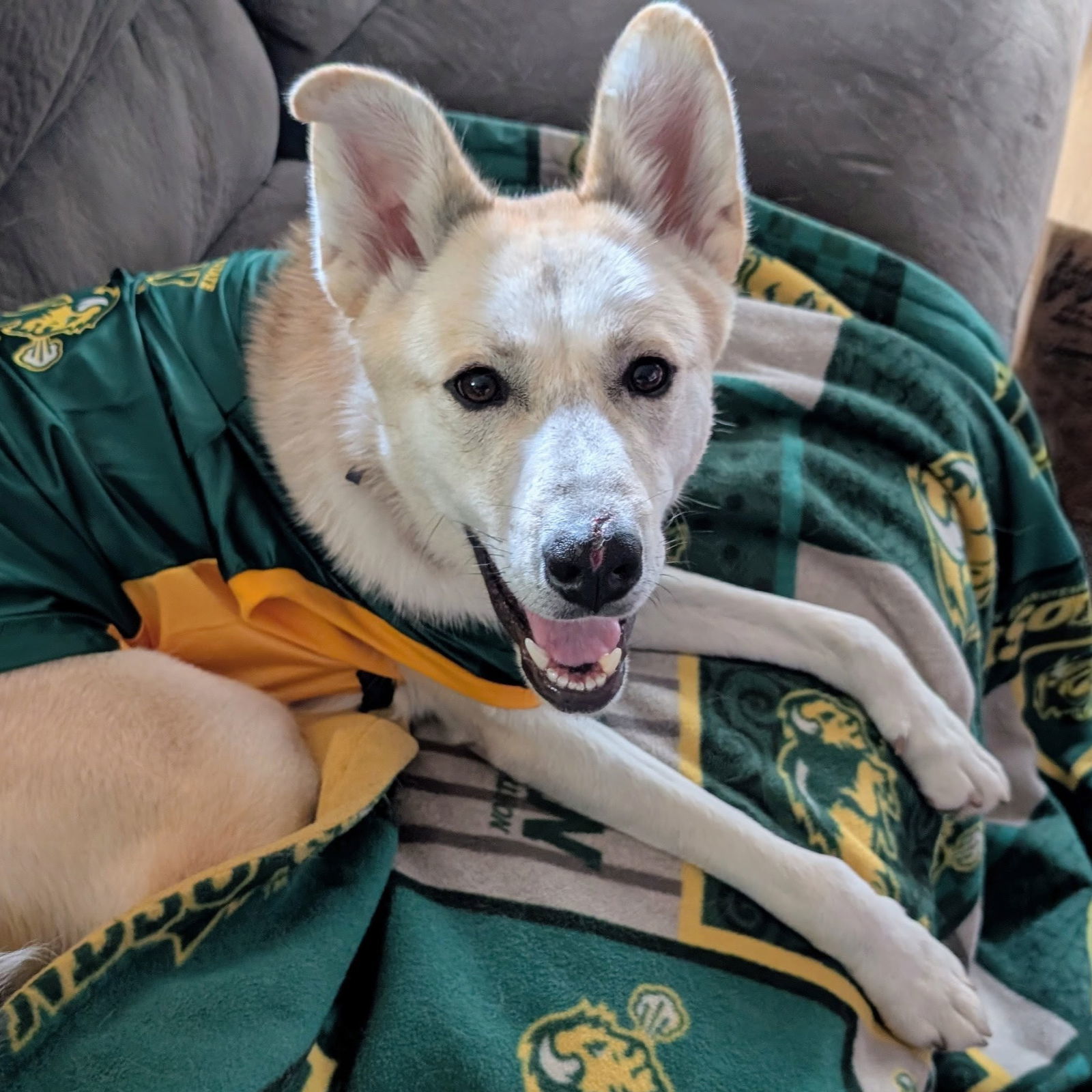 Dinga, an adoptable Husky in Fargo, ND, 58103 | Photo Image 1