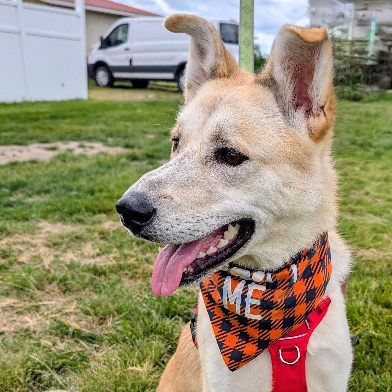 Dinga, an adoptable Husky in Fargo, ND, 58103 | Photo Image 2
