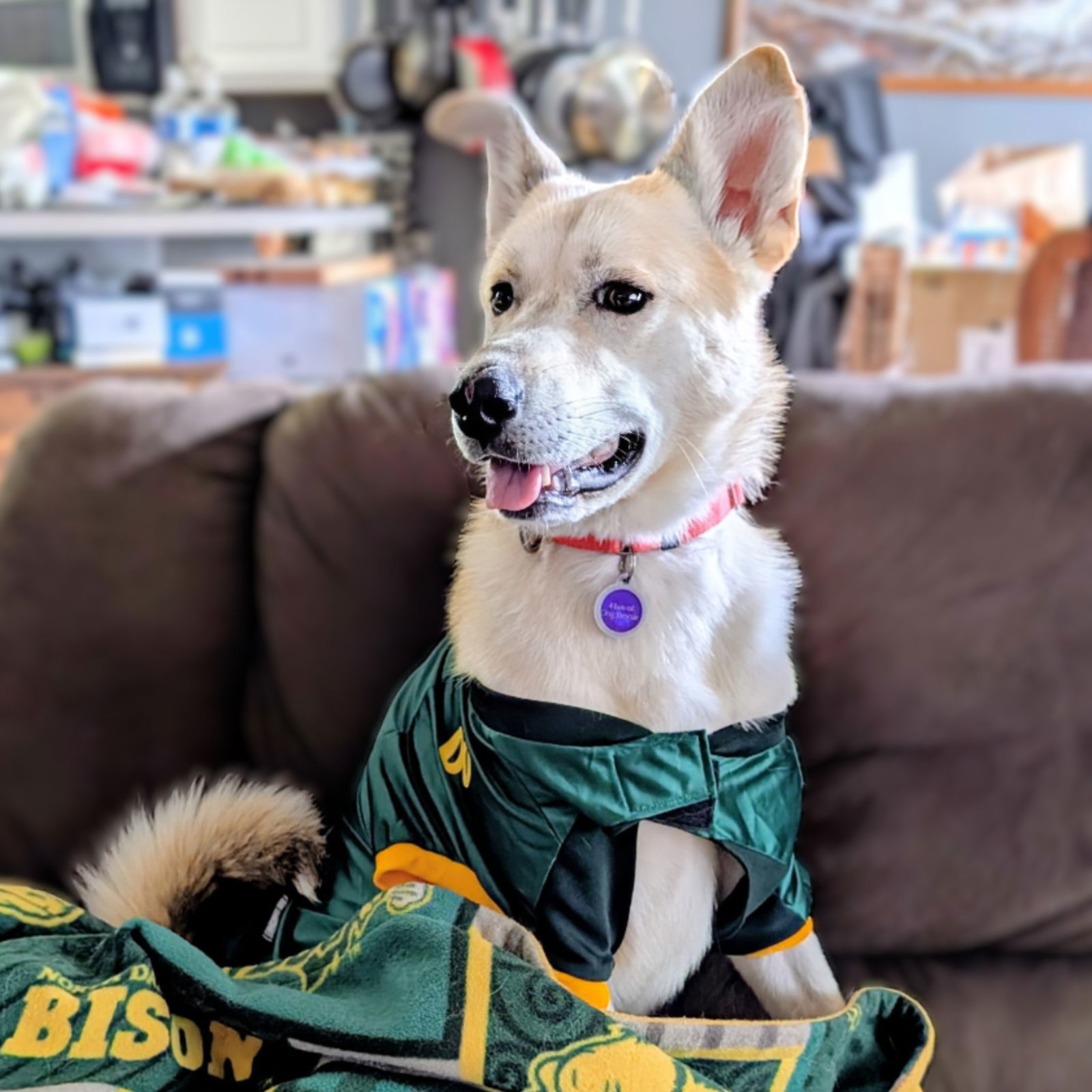Dinga, an adoptable Husky in Fargo, ND, 58103 | Photo Image 3