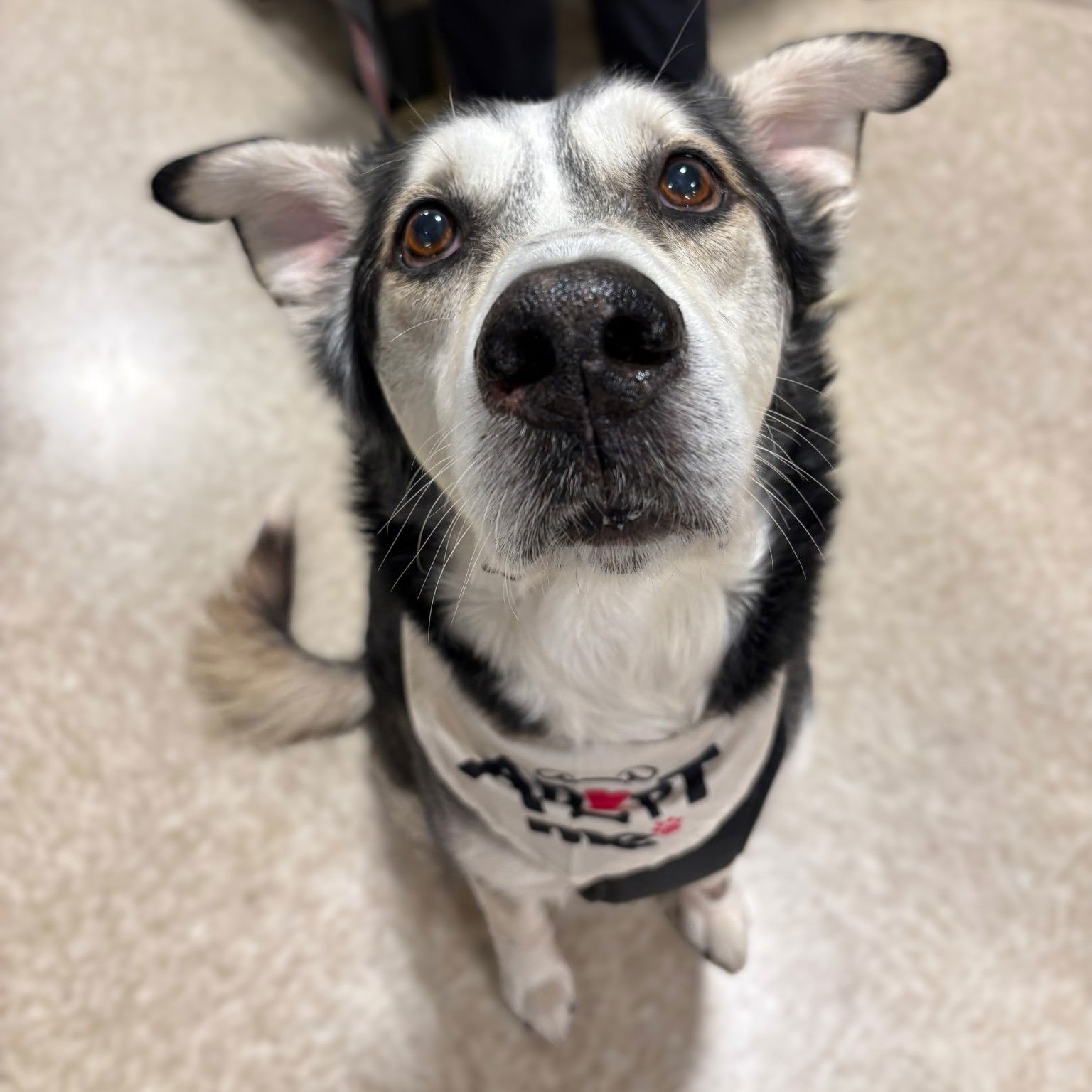 Forty, an adoptable Husky in Fargo, ND, 58103 | Photo Image 1