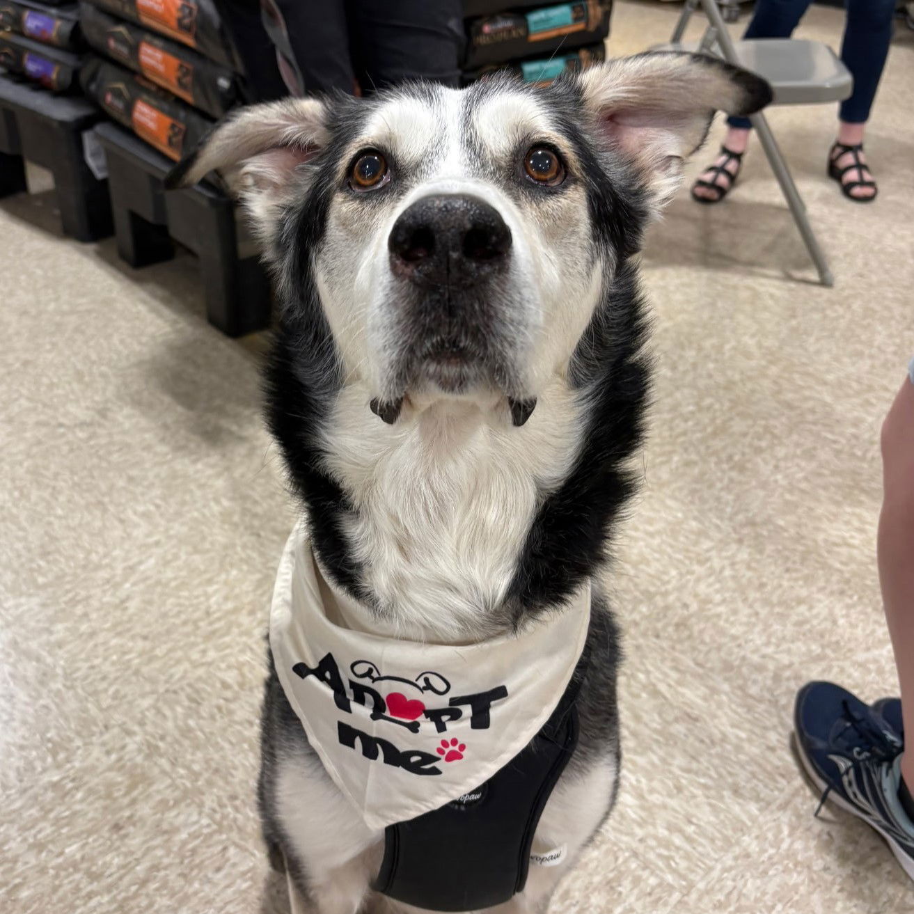 Forty, an adoptable Husky in Fargo, ND, 58103 | Photo Image 2