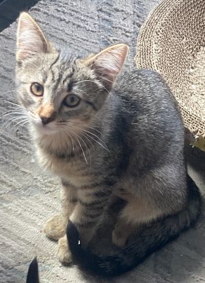 Monkey is so handsome with the best markings He is very curious and he is very brave Monkey loves 