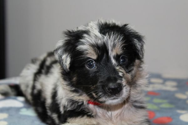 Oreo