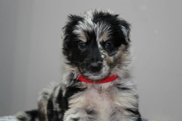 Oreo thumbnail 2