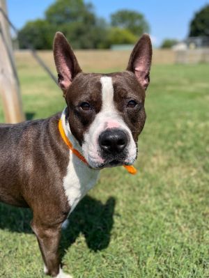 Arlo Pit Bull Terrier Dog
