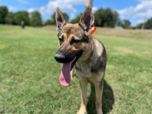 Mortar is a gorgeous male one-year-old German Shepherd found running on Montvale Road He is people 