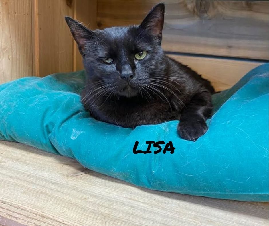 Lisa, an adoptable Domestic Short Hair in Elbow Lake, MN, 56531 | Photo Image 1