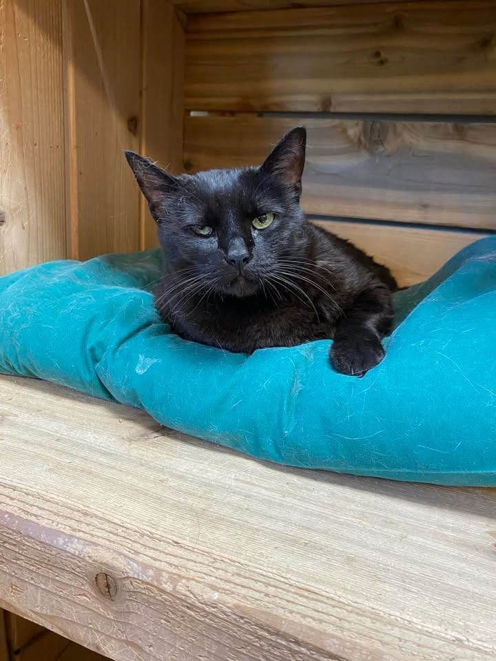 Lisa, an adoptable Domestic Short Hair in Elbow Lake, MN, 56531 | Photo Image 2