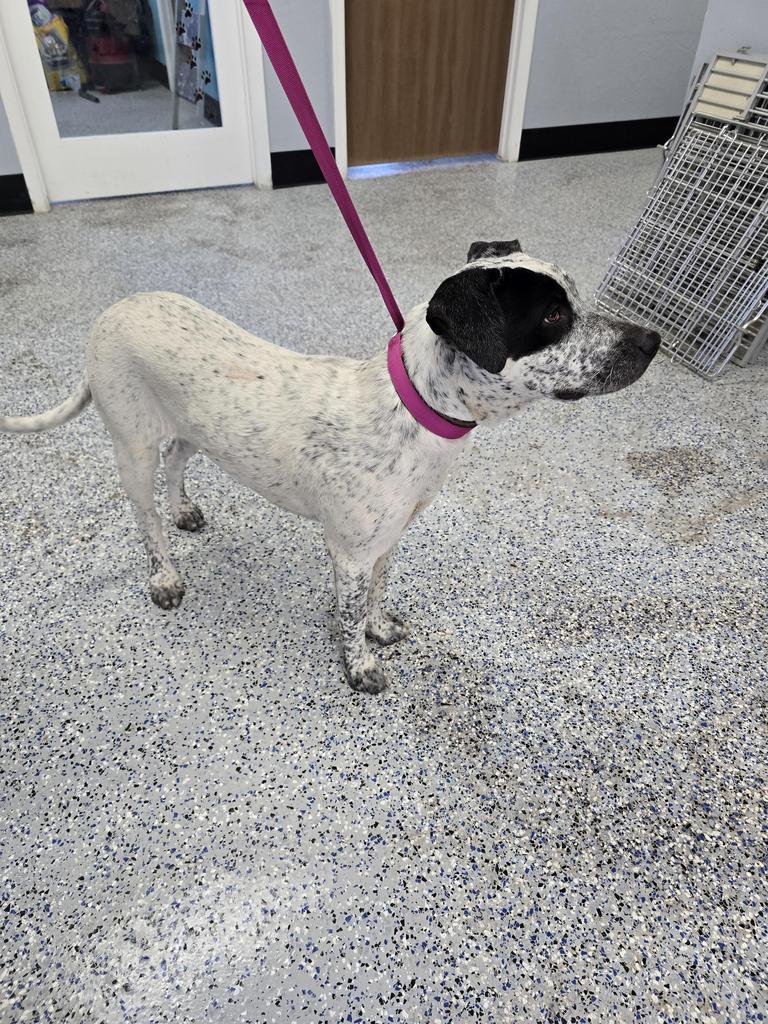 Wrangler, an adoptable Hound, Mixed Breed in Holbrook, AZ, 86025 | Photo Image 1