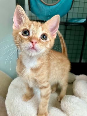 Barnabas Domestic Short Hair Cat