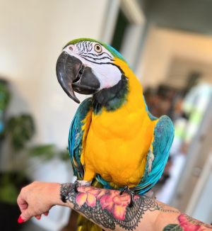 Geronimo, Senior Male unknown