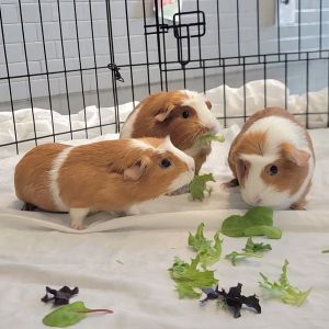 Chubbabun - Bonded W/ Cinnabun &amp; Scuttlebun, Adult Female unknown