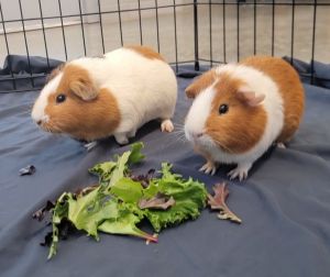 Marlon - Bonded W/ Everett, Adult Male unknown