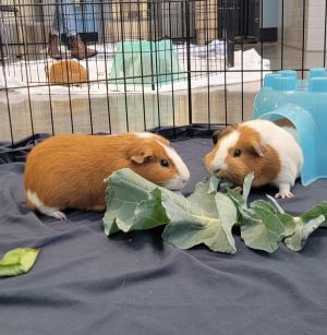 Everett - Bonded W/ Marlon, Adult Male unknown