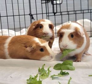 Scuttlebun - Bonded W/ Chubbabun &amp; Cinnabun, Adult Female unknown