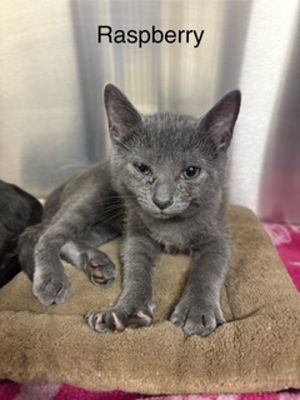 Raspberry Domestic Short Hair Cat