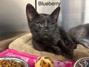 Blueberry Domestic Short Hair Cat