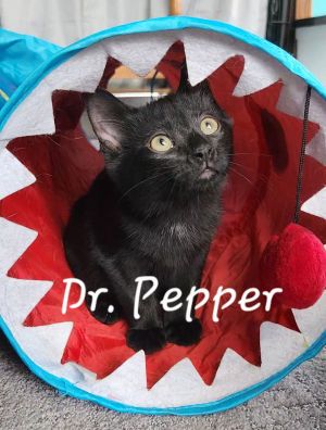 Dr. Pepper, Baby Male unknown