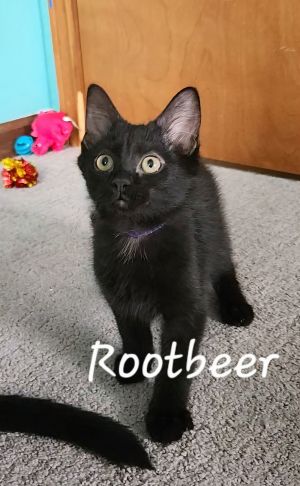 Rootbeer, Baby Male unknown