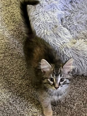 Pickle, Baby Male unknown