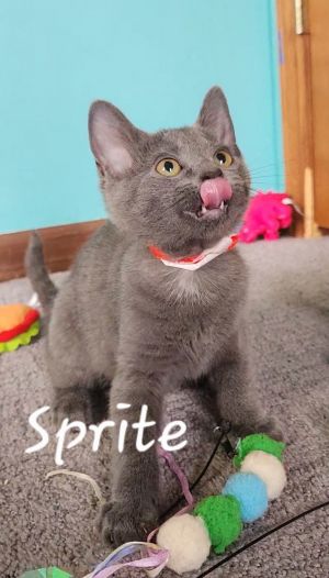 Sprite, Baby Female unknown
