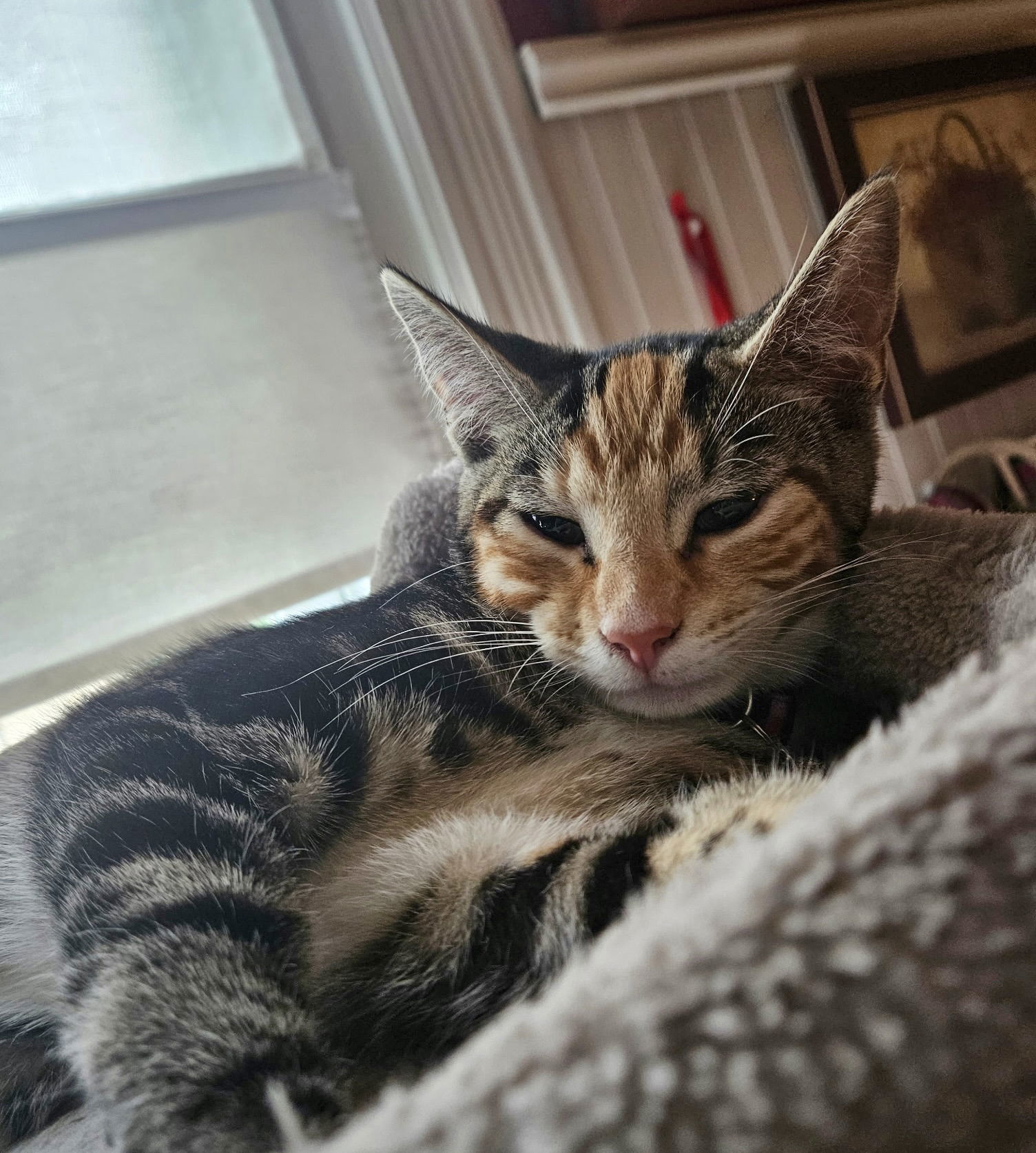 Nutmeg