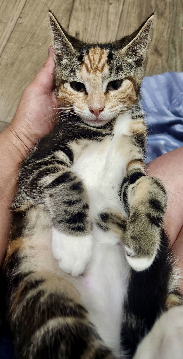 Nutmeg