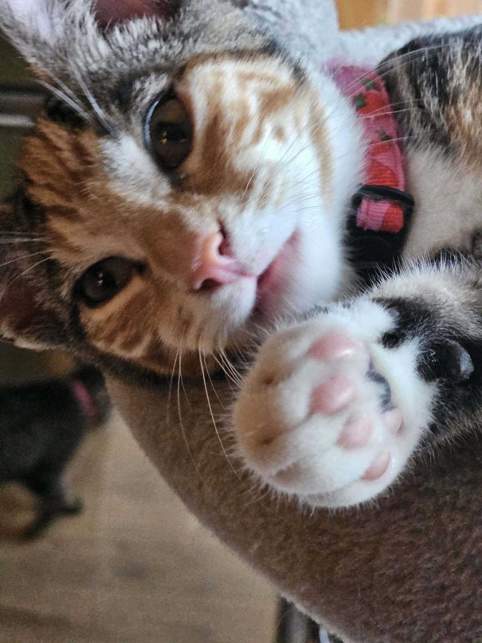 Nutmeg