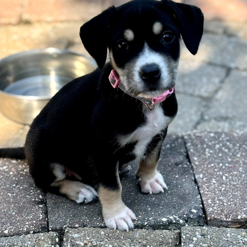 Lyra Female A457430