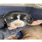 Lyra Female A457430