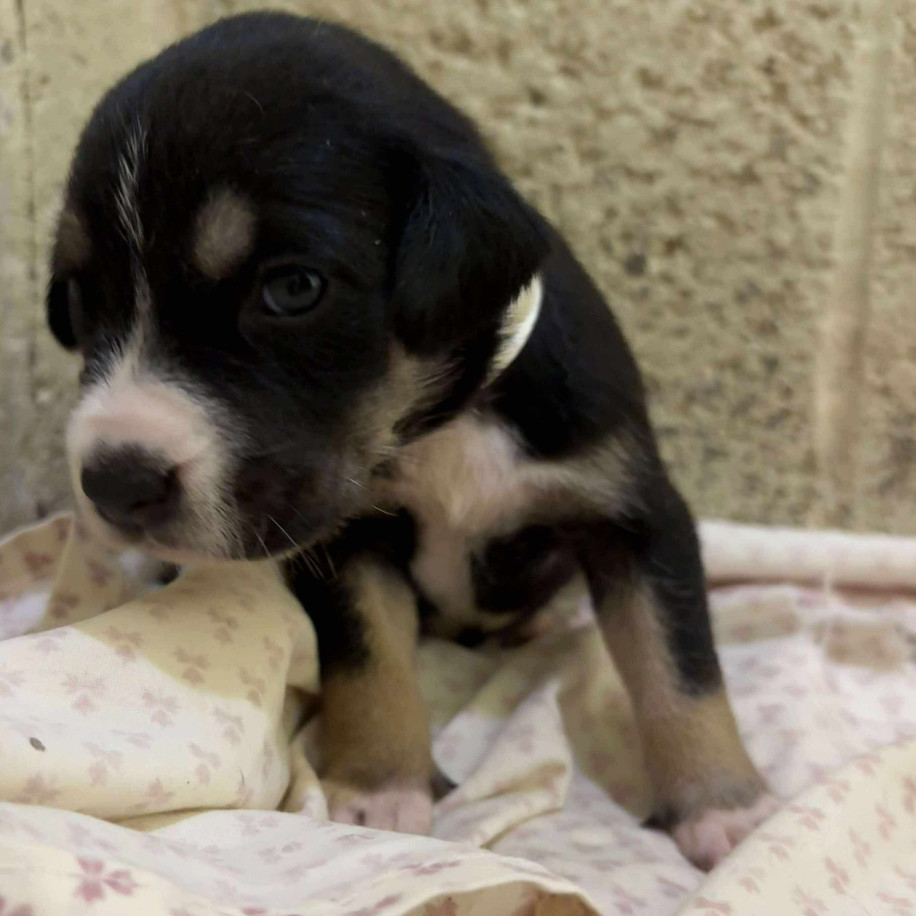 Lyra Female A457430