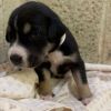 Lyra Female A457430 photo 3