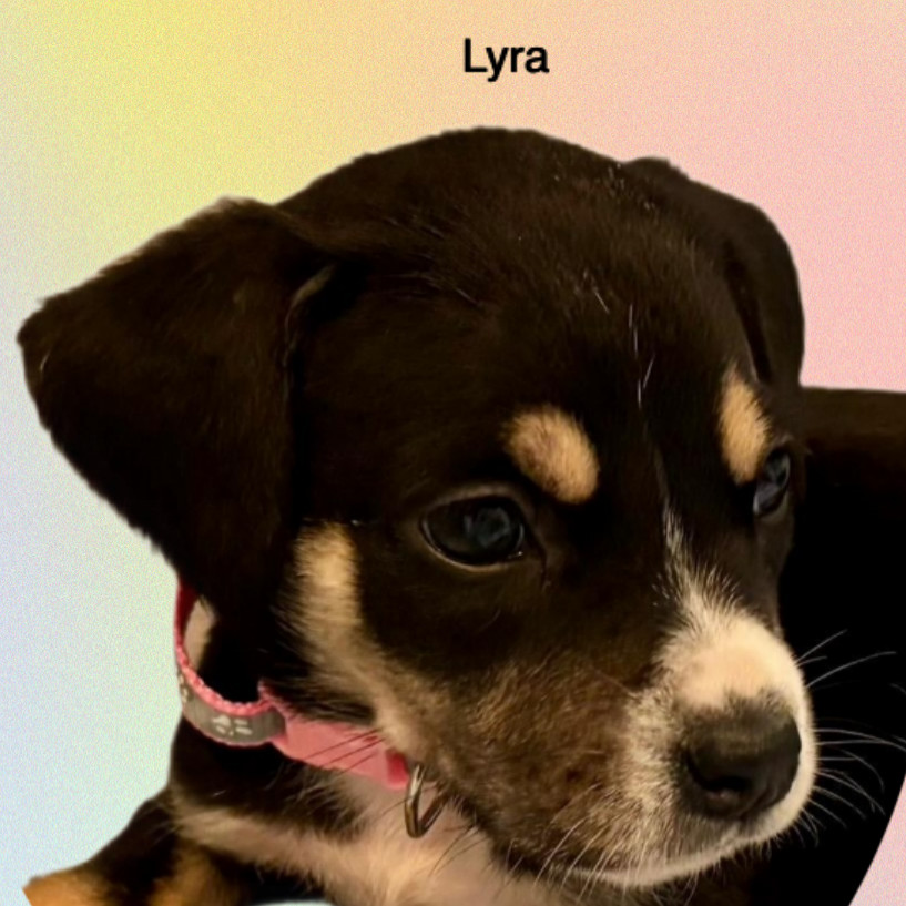 Lyra Female A457430