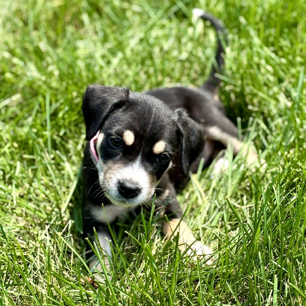 Lyra Female A457430