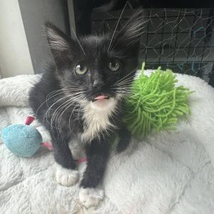 James Bond, Baby Male unknown