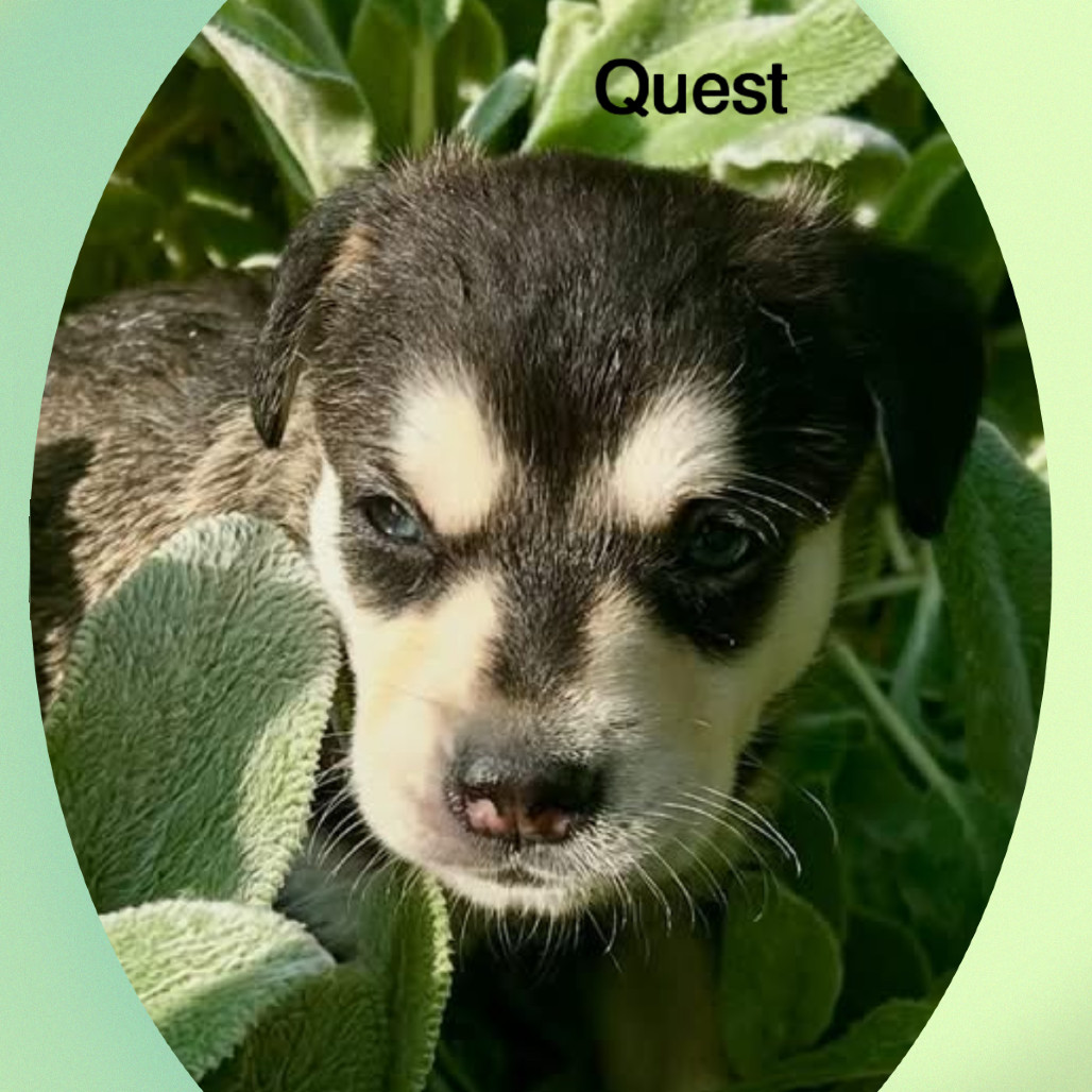 Quest Male A457429